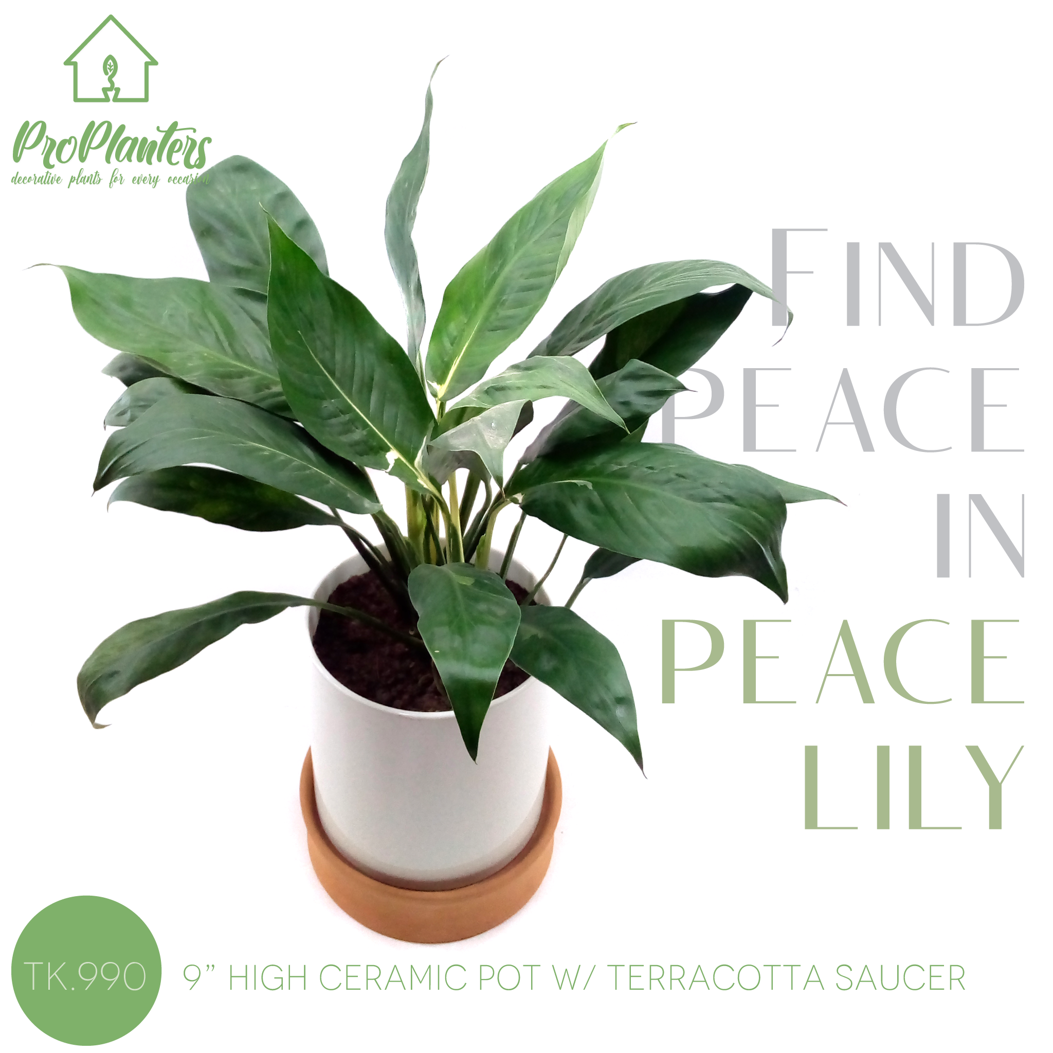 peace-lily-fev-2020 – ProPlanters: Online Plants Shop